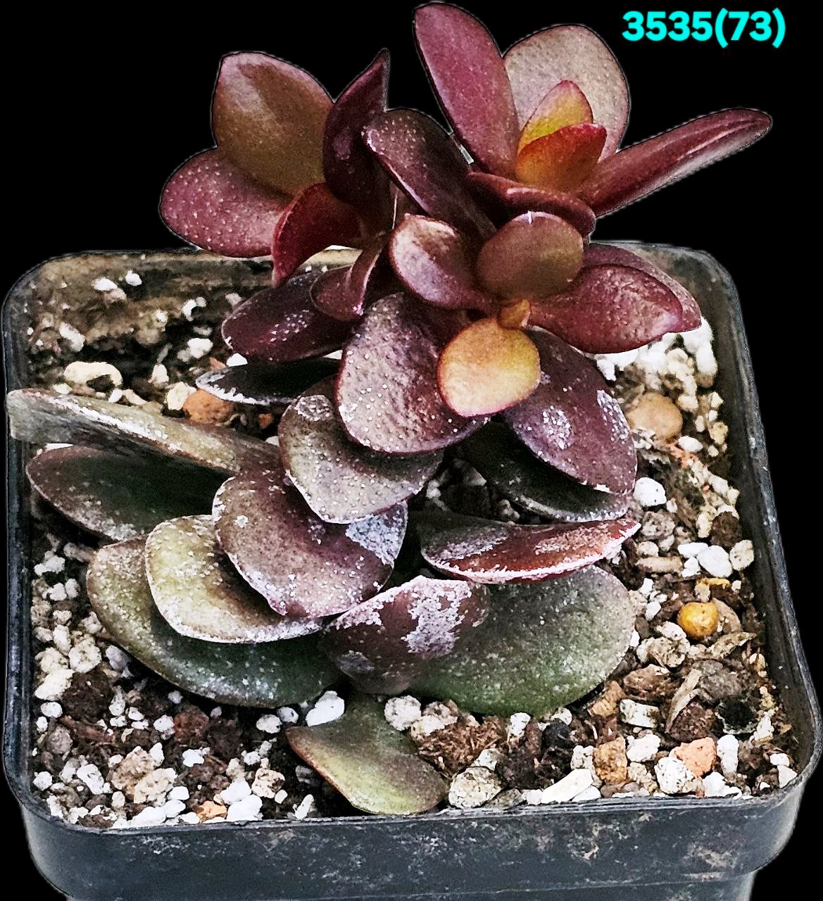 Crassula ovata var. minor `Full Red` -Korea (7x7)-3535(73)
