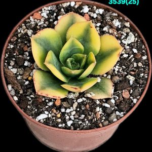 Aeonium `Floresens` (D pl.=5)-3539(25)