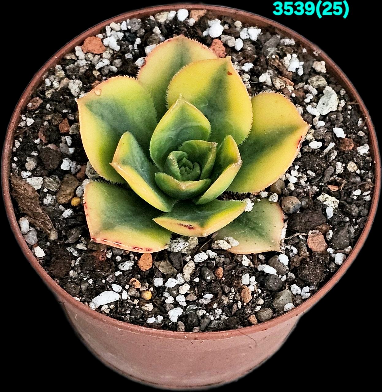 Aeonium `Floresens` (D pl.=5)-3539(25)