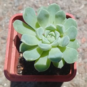 Echeveria Summer Dream