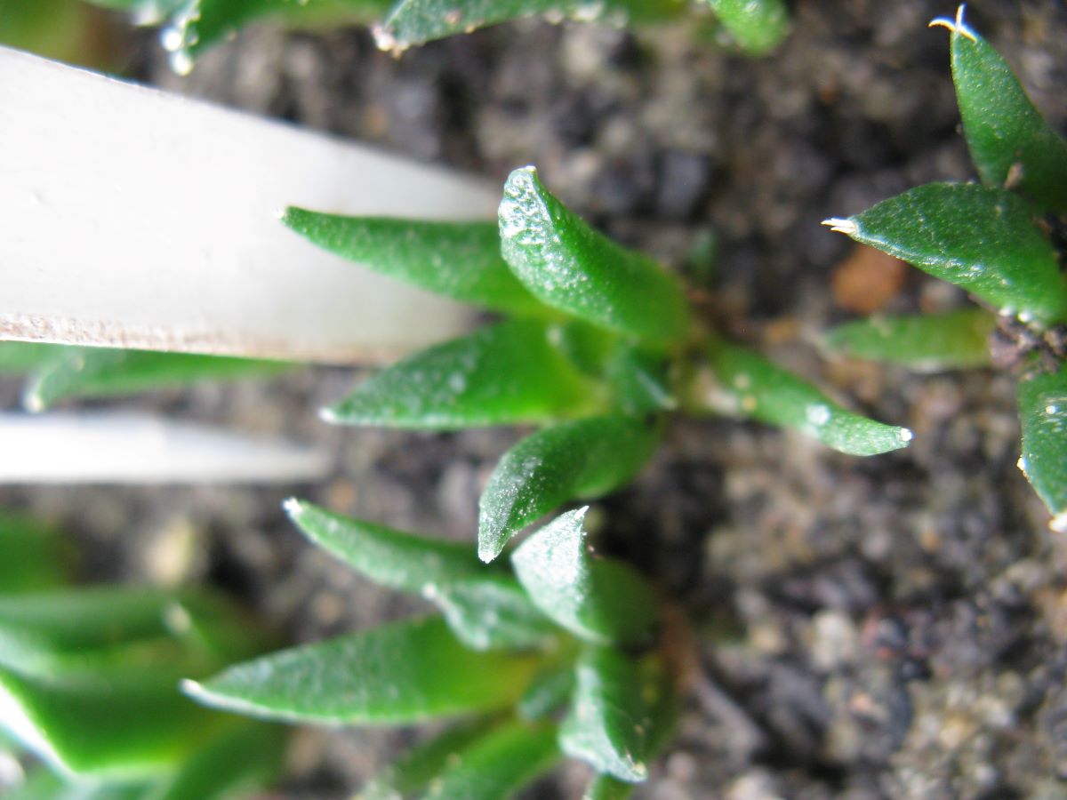 Ariocarpus fissuratus v hinthonii SB1568