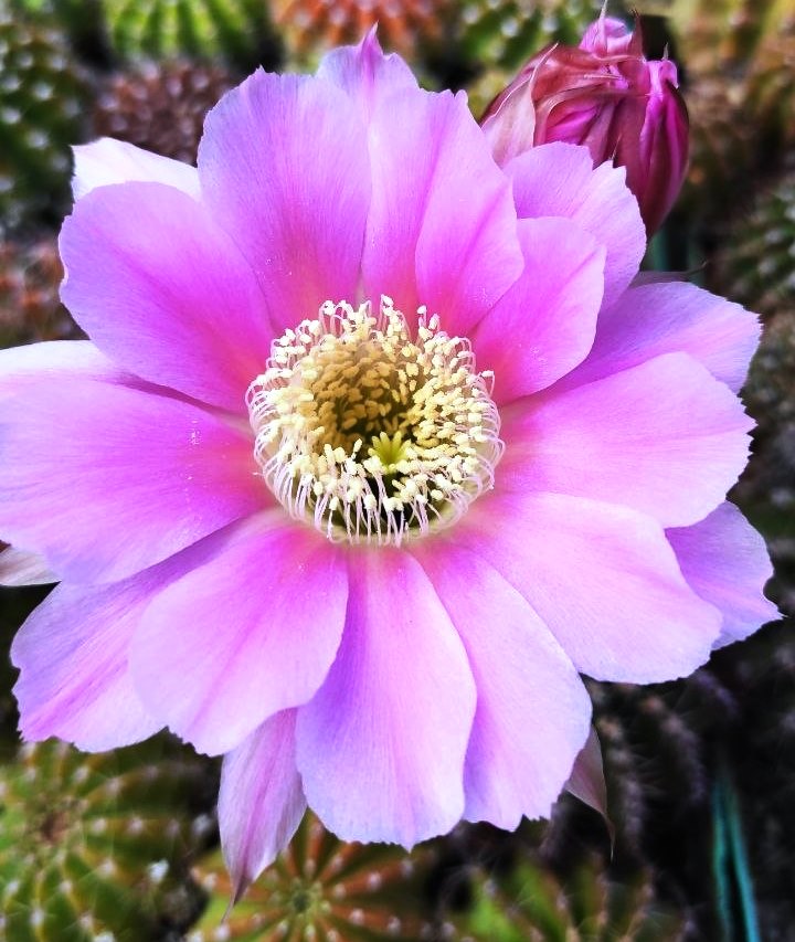 ECHINOPSIS HYBRID