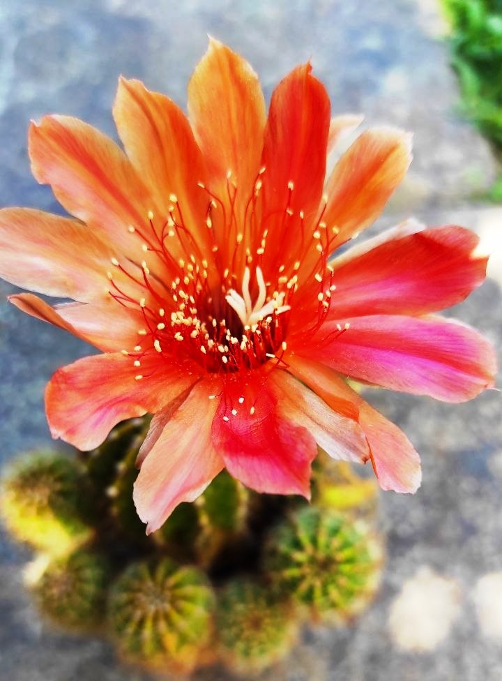 Echinopsis hybrids
