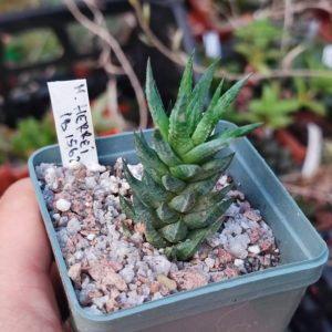 haworthia herrei IB1562