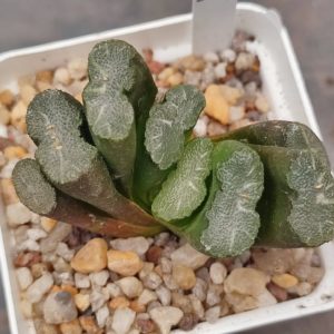 haworthia truncata selection