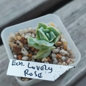 echeveria lovely rose