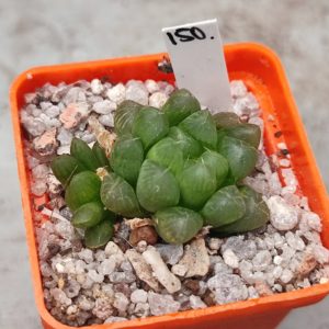 Haworthia Cooperi truncata