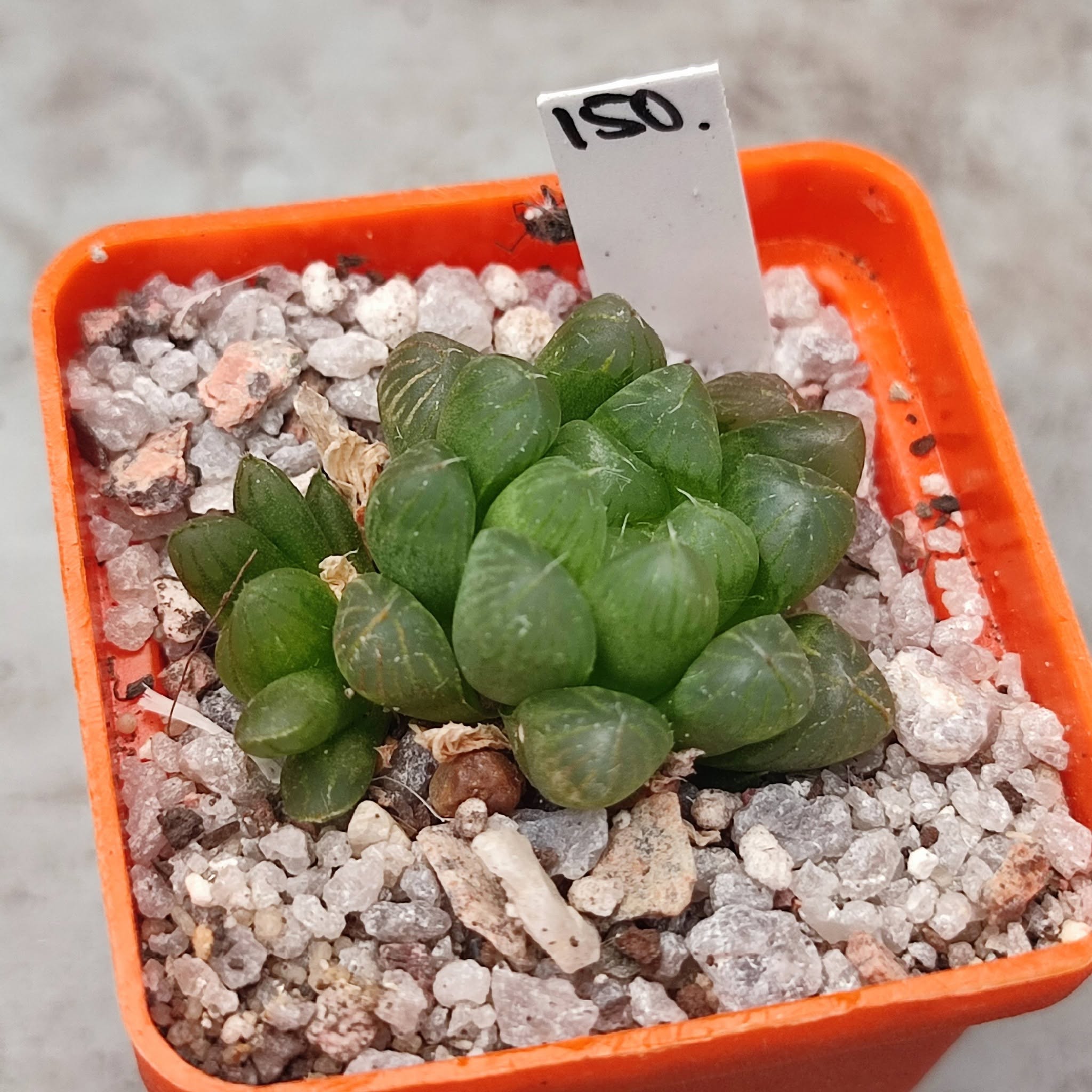 Haworthia Cooperi truncata