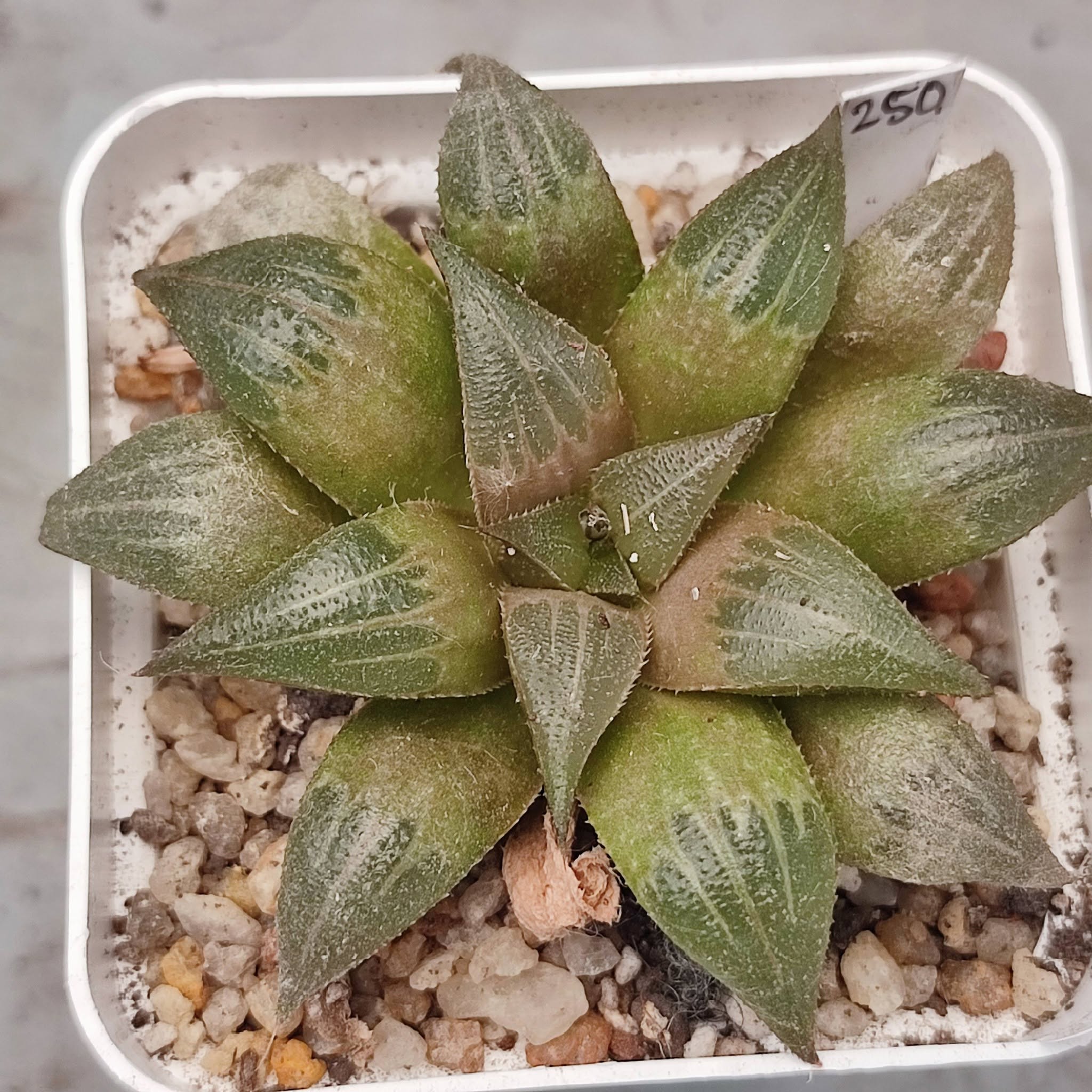 Haworthia mirabilis Mundula