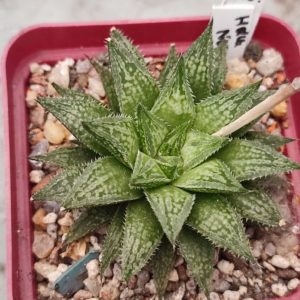 Haworthia selection