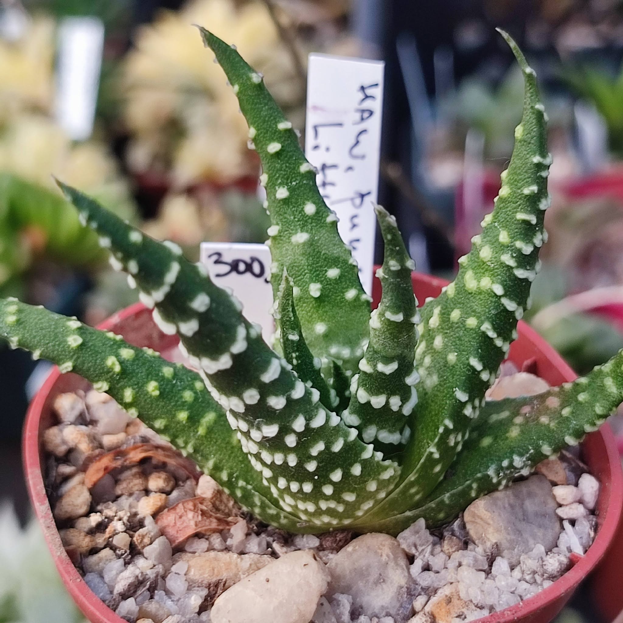 Haworthia pumila Little Donuts
