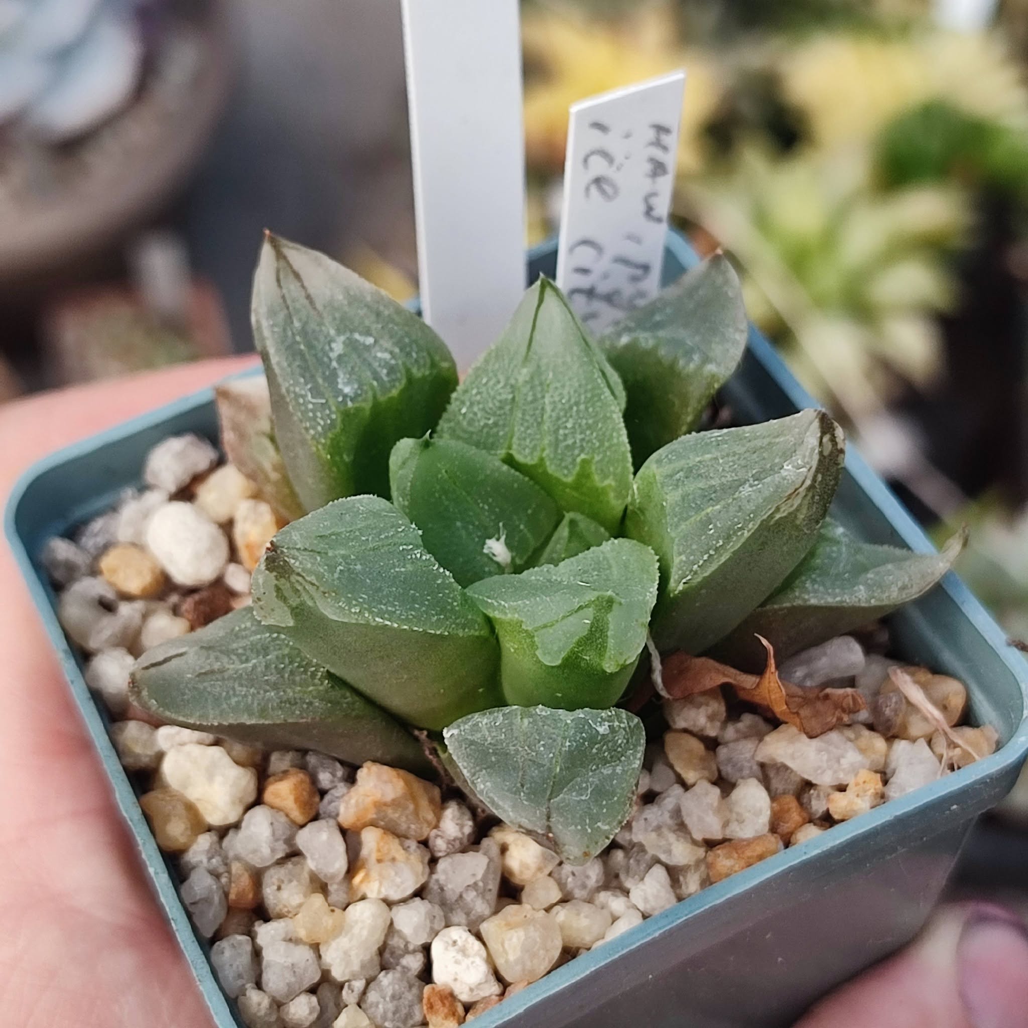 Haworthia Ice City