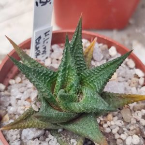 Haworthia Limifolia Black form