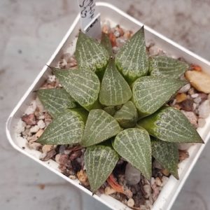 Haworthia comptoniana S22
