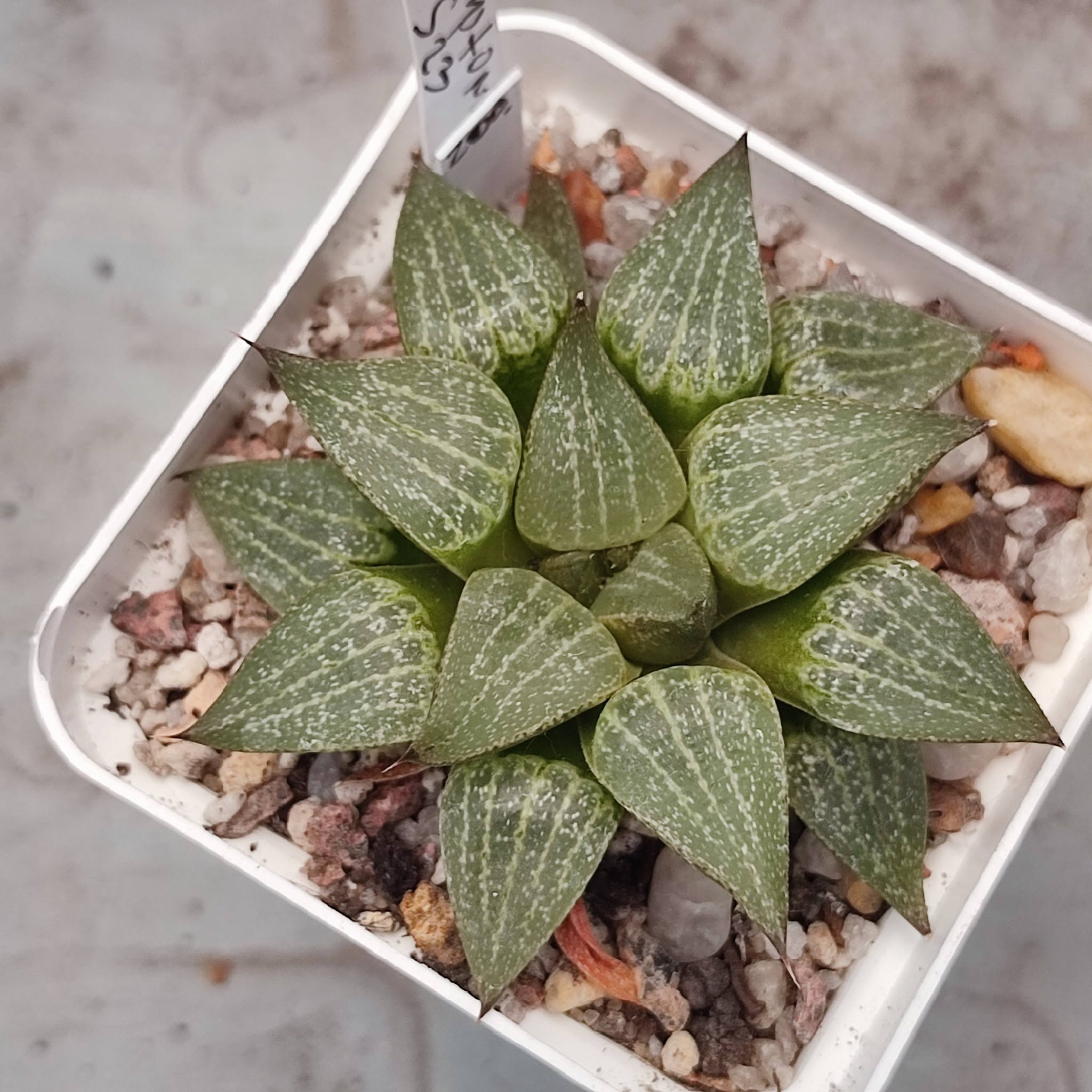Haworthia comptoniana S22