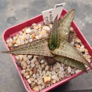 Haworthia tessellata ПАР