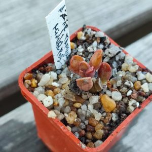 Adromischus Marianae Tanqua Middelpos