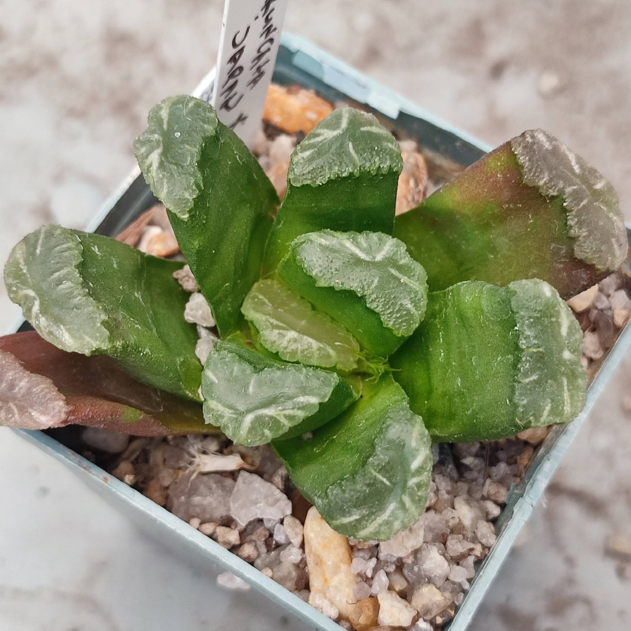 H. Truncata Japan x maughanii