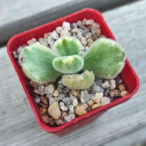 Cotyledon tomentosa variegata