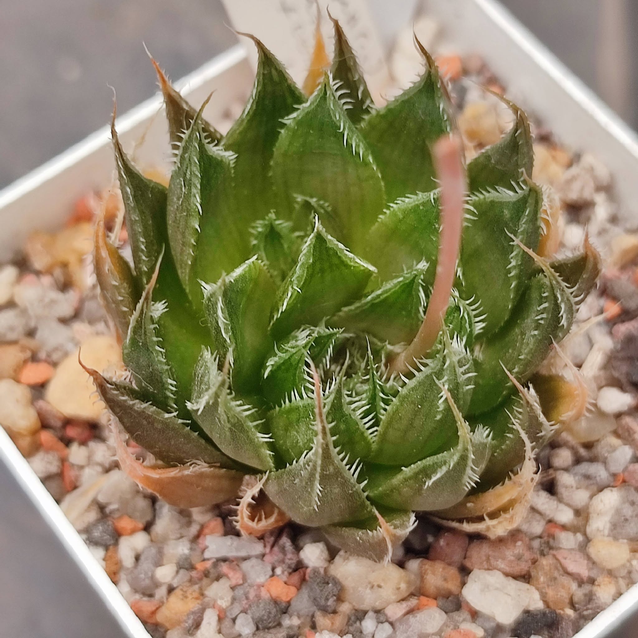Haworthia Arachnoidea hybrid