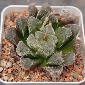 Haworthia Cooperi venusta hybrid