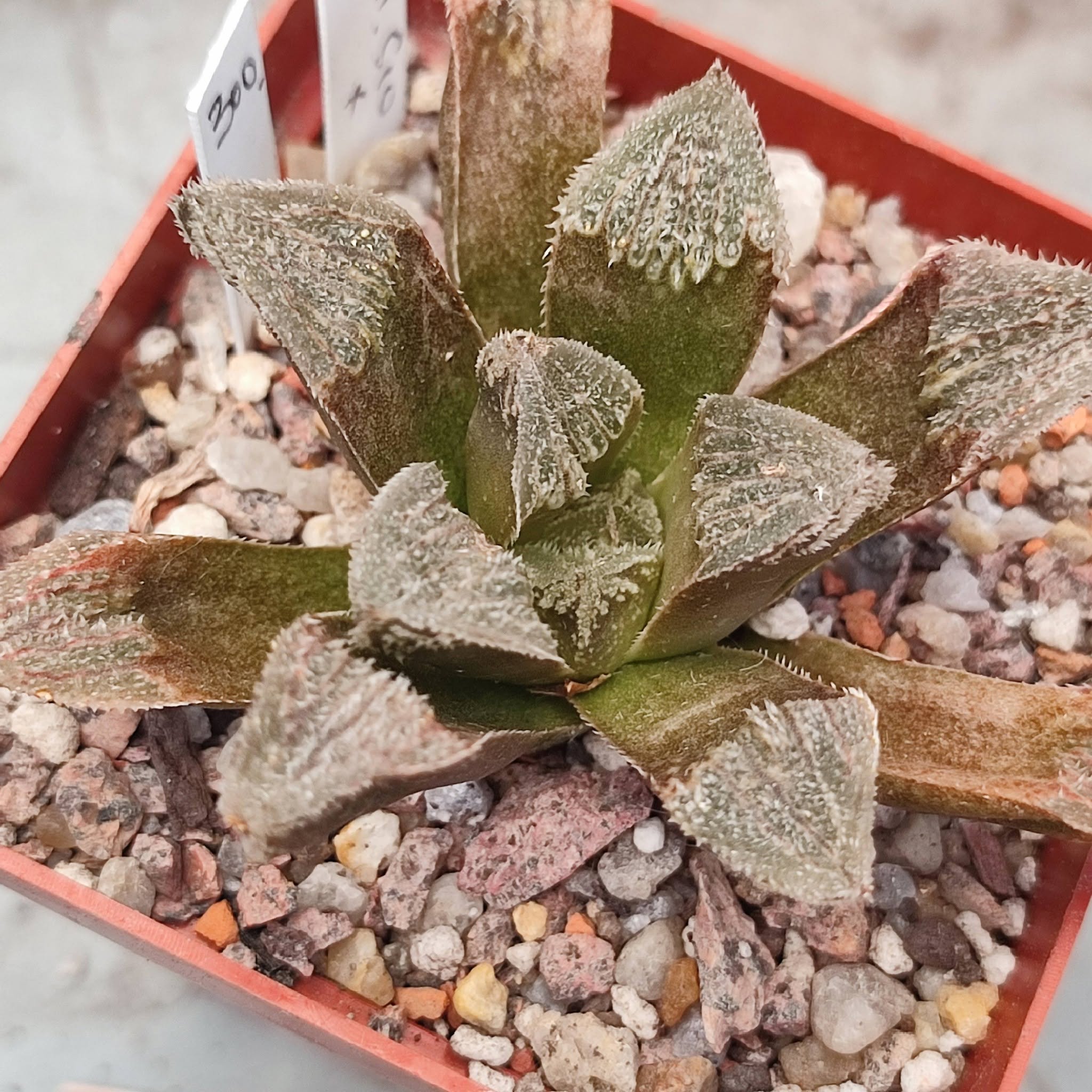 Haworthia selection