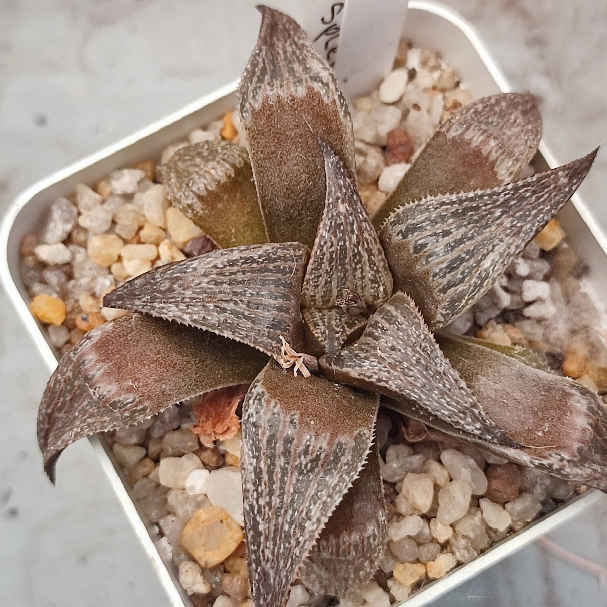 Haworthia magnífica splendens