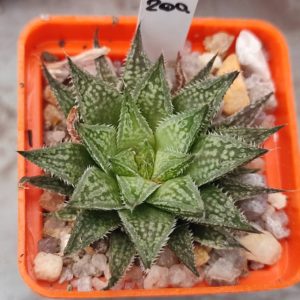 Haworthia selection