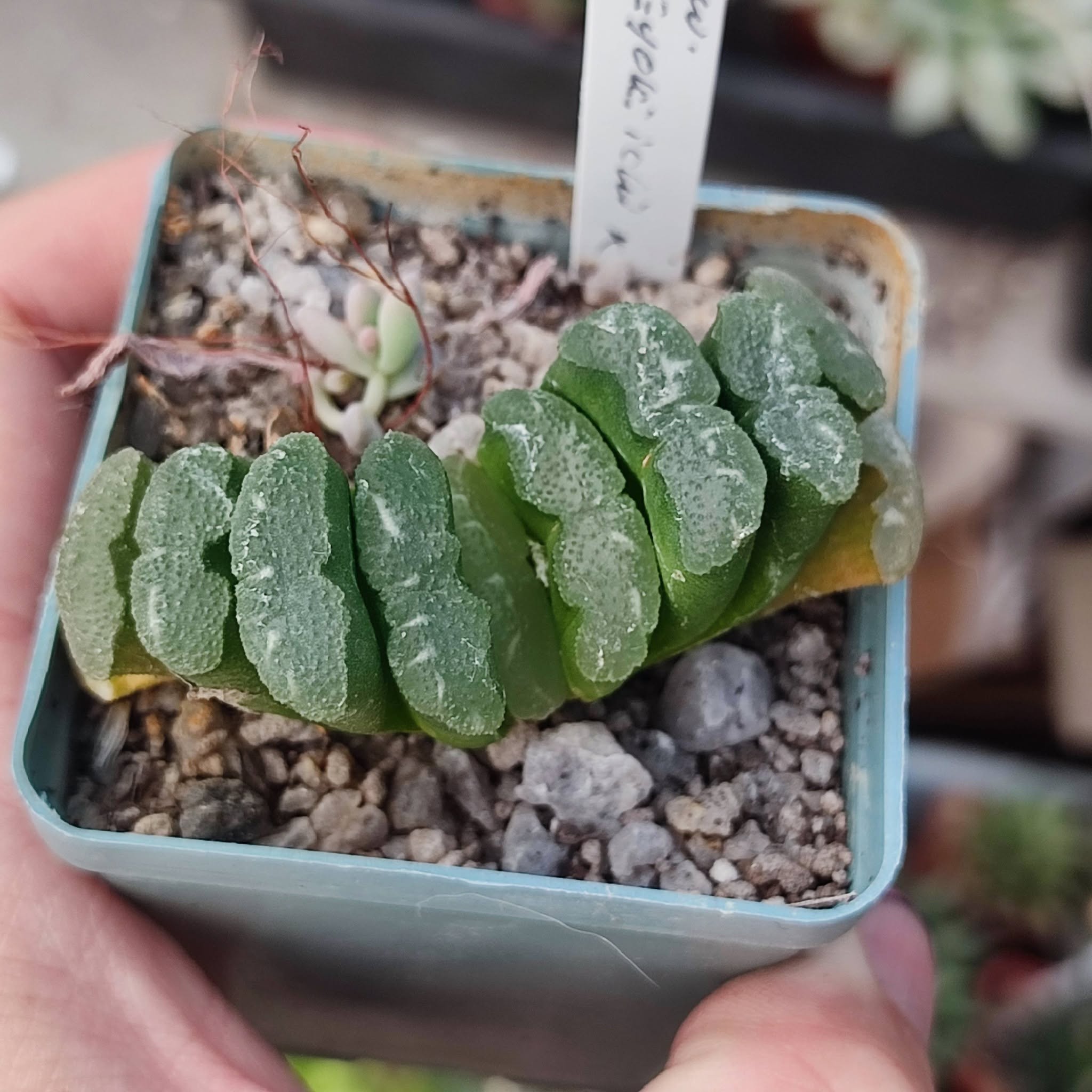 Haworthia Gyoku-ichi X haw truncata selection