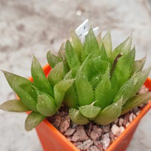 Haworthia Cooperi leingthonii
