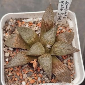 Haworthia picta S276.1