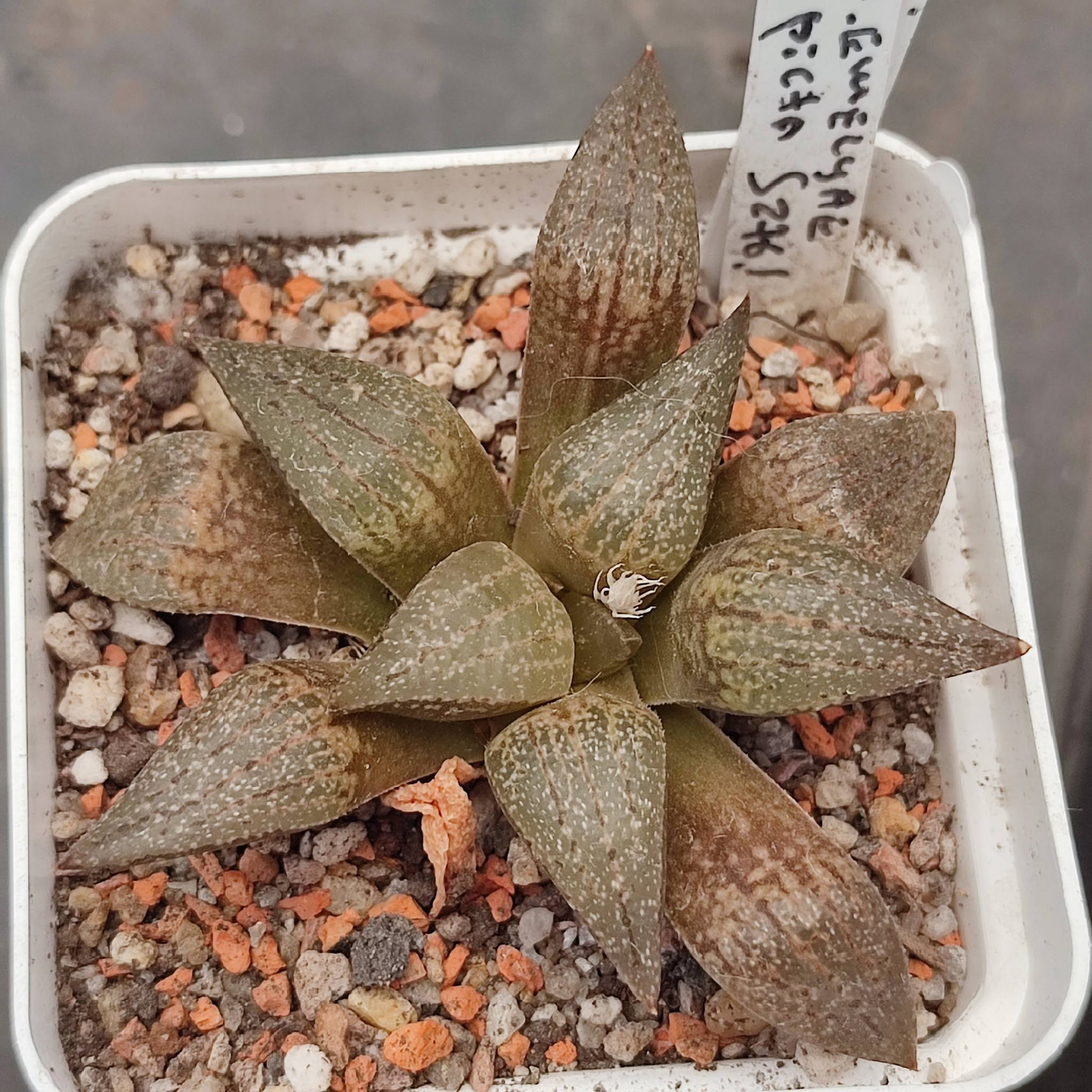 Haworthia picta S276.1