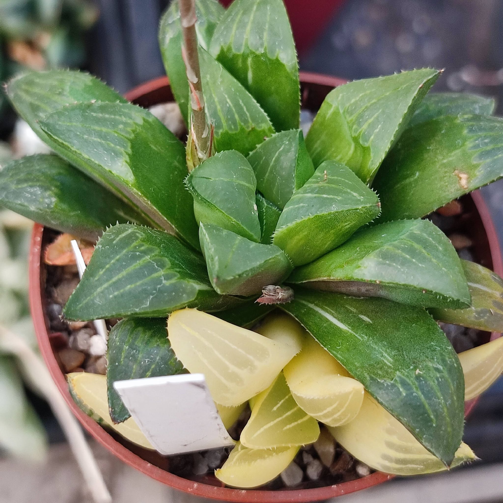 haworthia heidelbergensis variegated