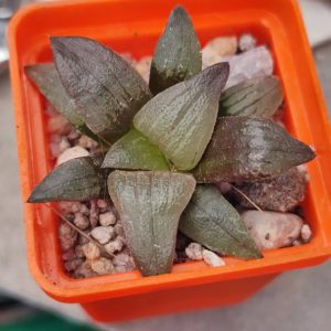 Haworthia selection