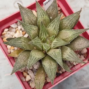 haworthia hybrid