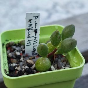 Adromischus Mammillaris marlodtii