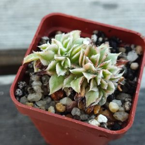 Aeonium Sunburst cristata