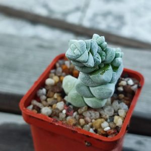 Crassula deceptor