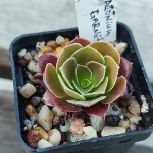 Aeonium Garnet