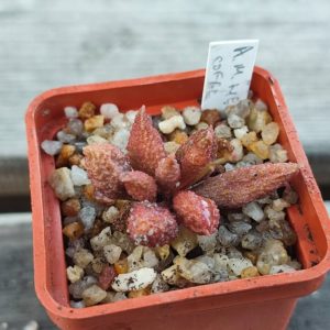 Adromischus Marianae herrei Coffee Beans