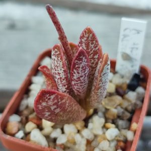 Adromischus trigynus Calipso Heart