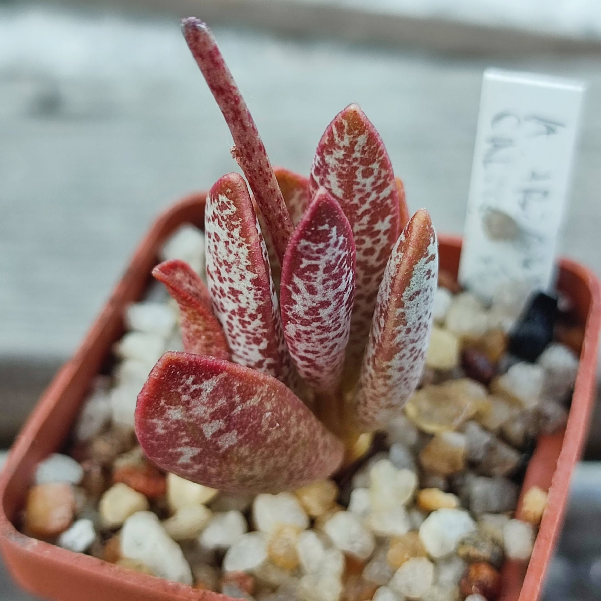 Adromischus trigynus Calipso Heart
