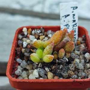 Adromischus Marianae A. Plapp