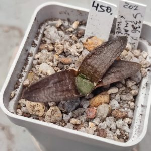 Haworthia koelmaniorum mcmurtry x koelmaniorum