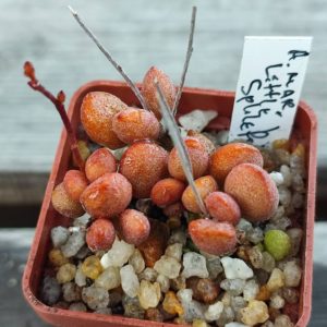 Adromischus Marianae Little Spheroid