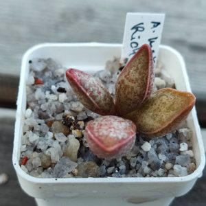 Adromischus Marianae Richtvesveld