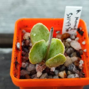 adromischus montium-klinghardt