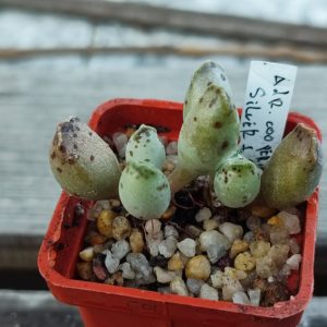 Adromischus Cooperi Silver Tubes