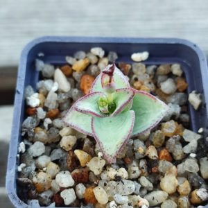 Crassula perforata