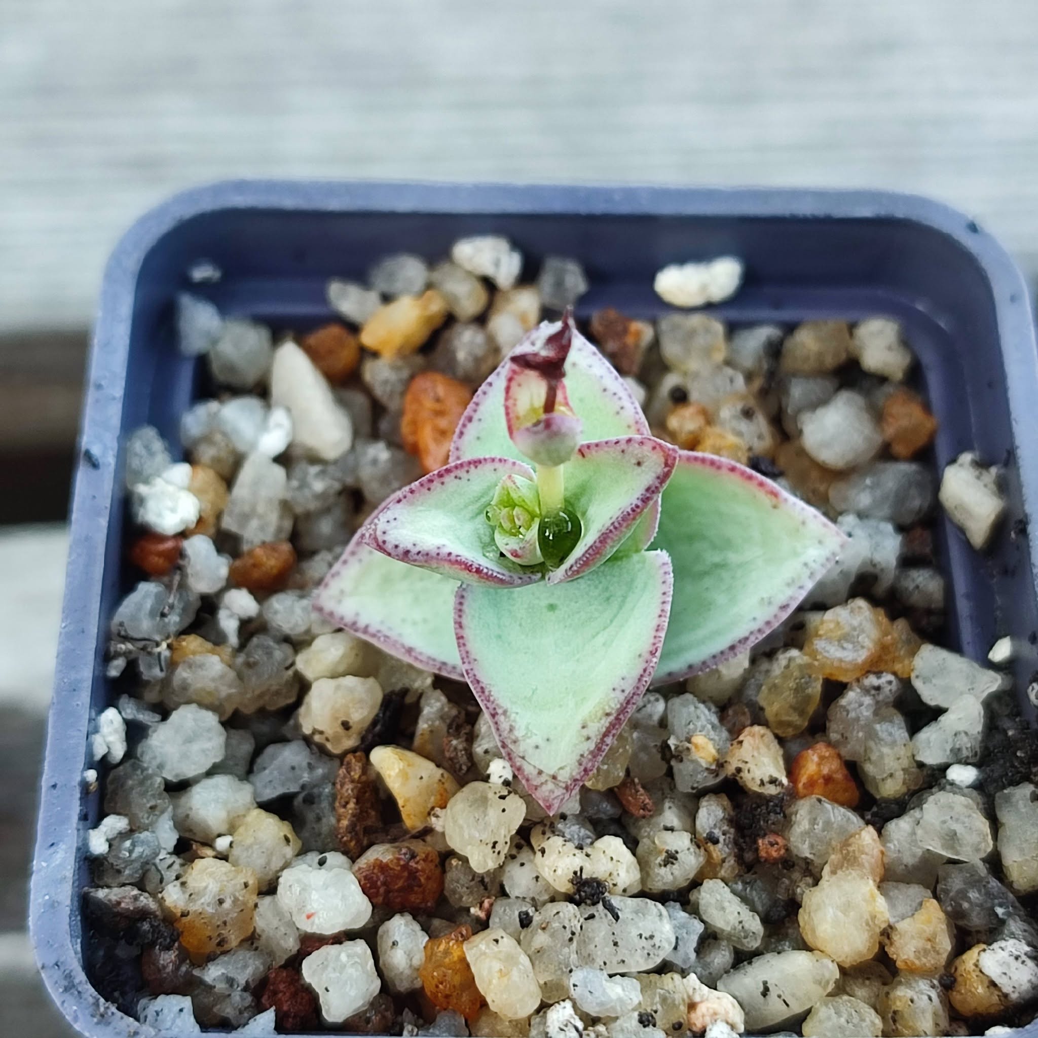 Crassula perforata